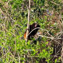 Black Lion Tamarin in the field