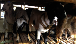 Goats_as Family assistance