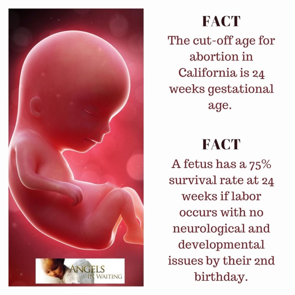 when is fetus viable