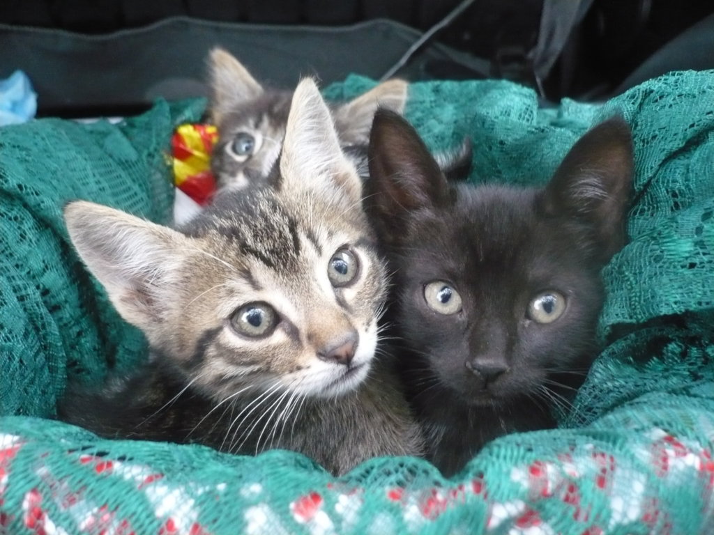 A House for Cats and Kids