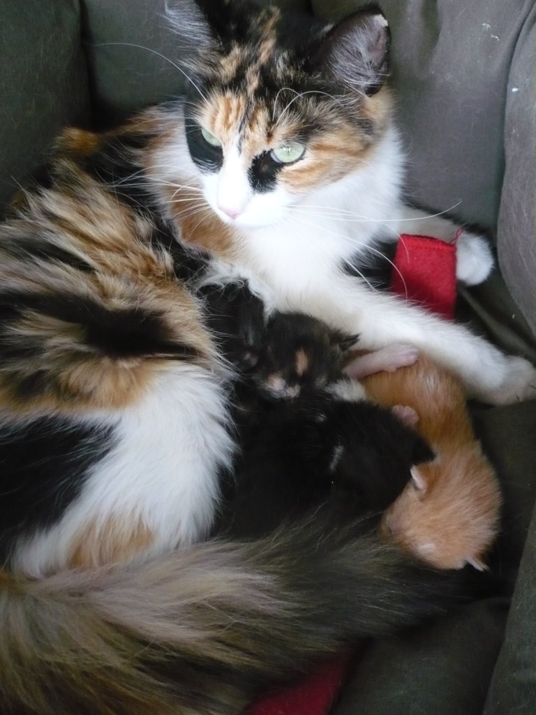 A House for Cats and Kids