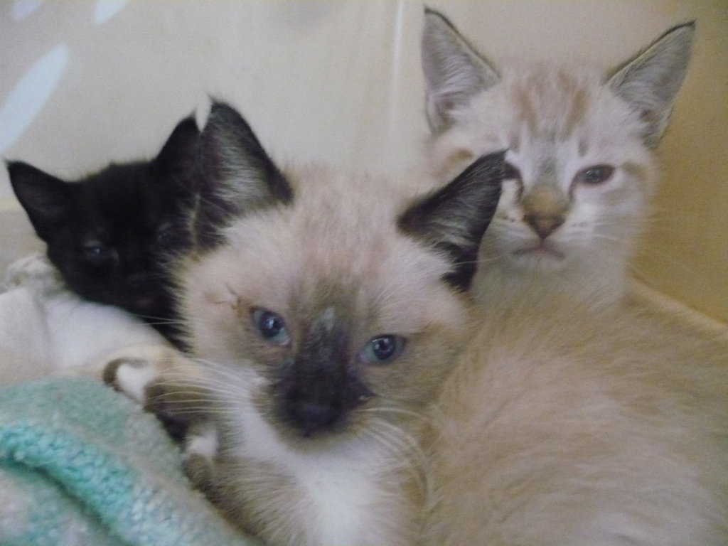 A House for Cats and Kids
