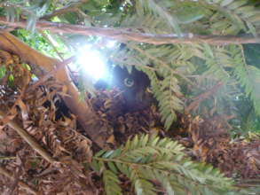 Abandoned cat in a tree