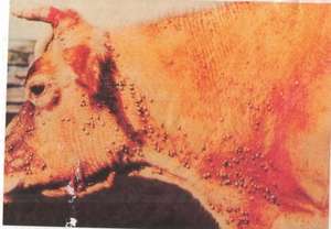 Animal health and poverty alleviation