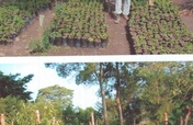Help  800 Kenyan Villagers in medicinal plants