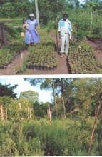 Help  800 Kenyan Villagers in medicinal plants