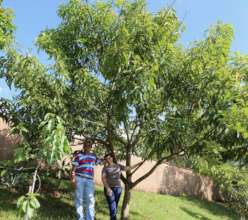 Mature fruit trees at a school in Mococa, Brazil