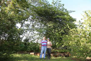 Mature urban food forest planted in 2012 in Mococa