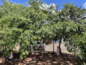 A young schoolyard orchard growing in Brazil