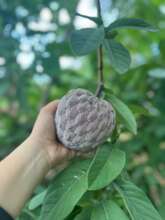 Cherimoya harvests in El Salvador (July 2024)