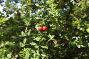 Brazilian (Suriname) cherry tree planted in 2013