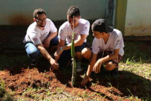 Dragonfruit planting in Brazil