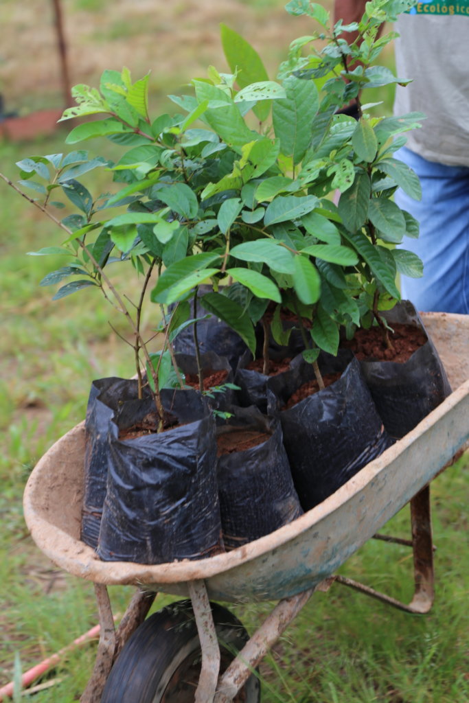 Replanting fruit trees in Brazil
