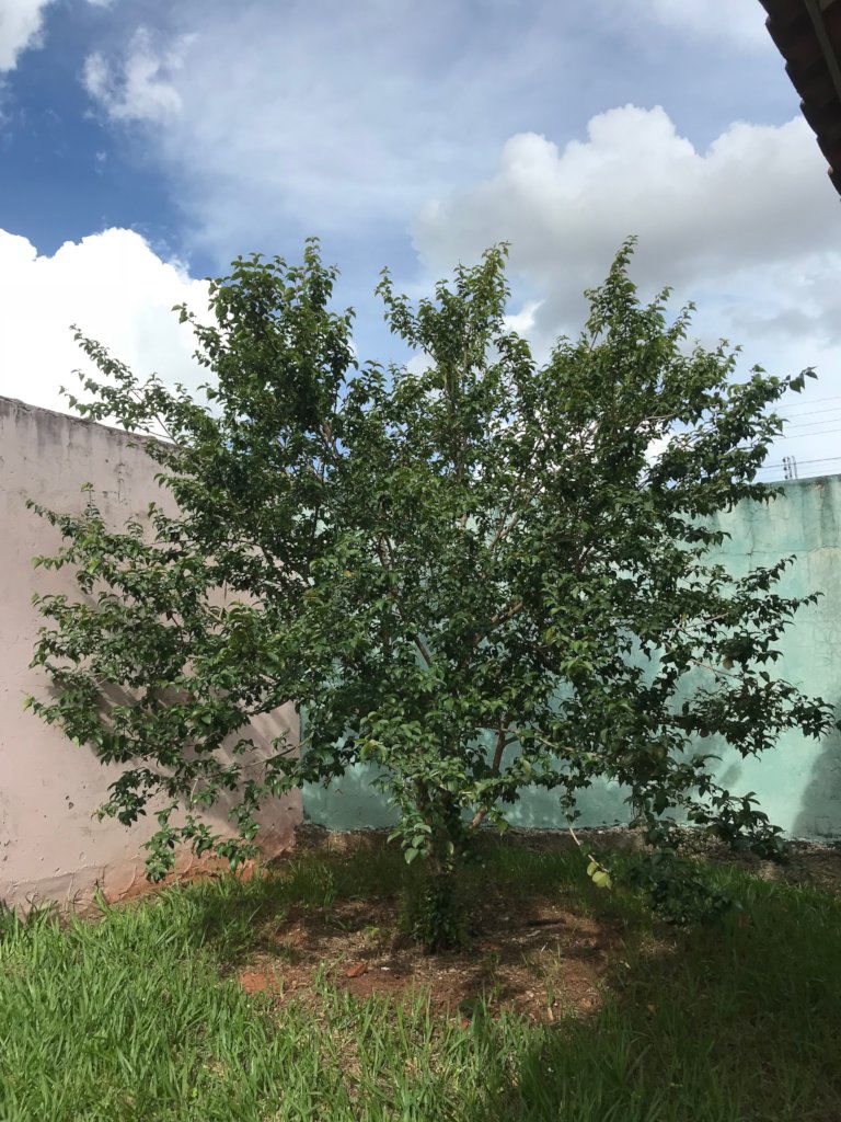 Replanting fruit trees in Brazil