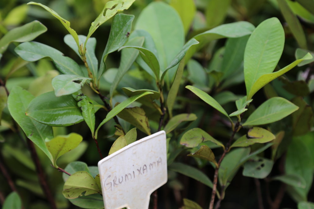 Replanting fruit trees in Brazil
