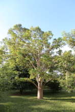 10-year old native tree