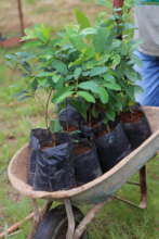 FTPF partner nursery in Mococa, Brazil
