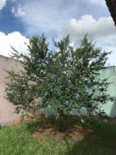 A happy schoolyard tree