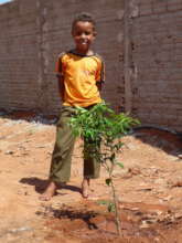 Backyard trees feed and teach kids about trees