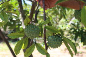 Fruiting Nona fruit at an elementary school