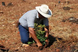 Creating a community orchard in Minas Gerais