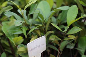 Native grumixama trees in our partner nursery