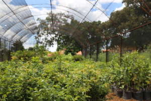 FTPF's partner nursery in Mococa, Brazil