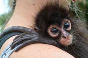Critical social support for young spider monkey