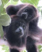 Success!  A wild-born howler monkey baby