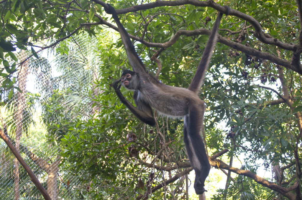 Returning spider monkeys to Belize's forests