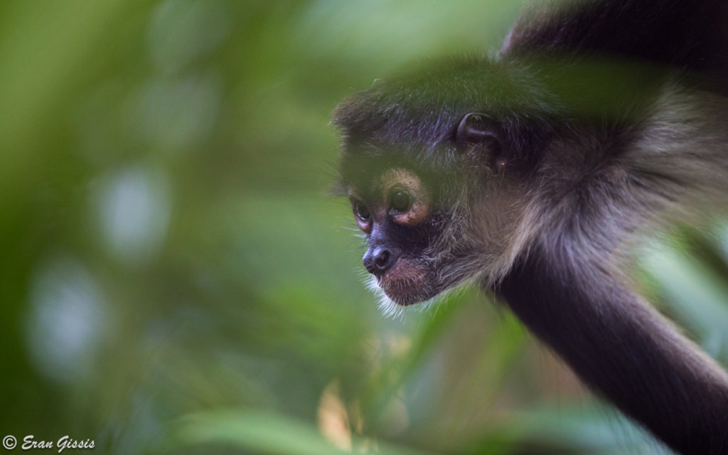 Returning spider monkeys to Belize's forests