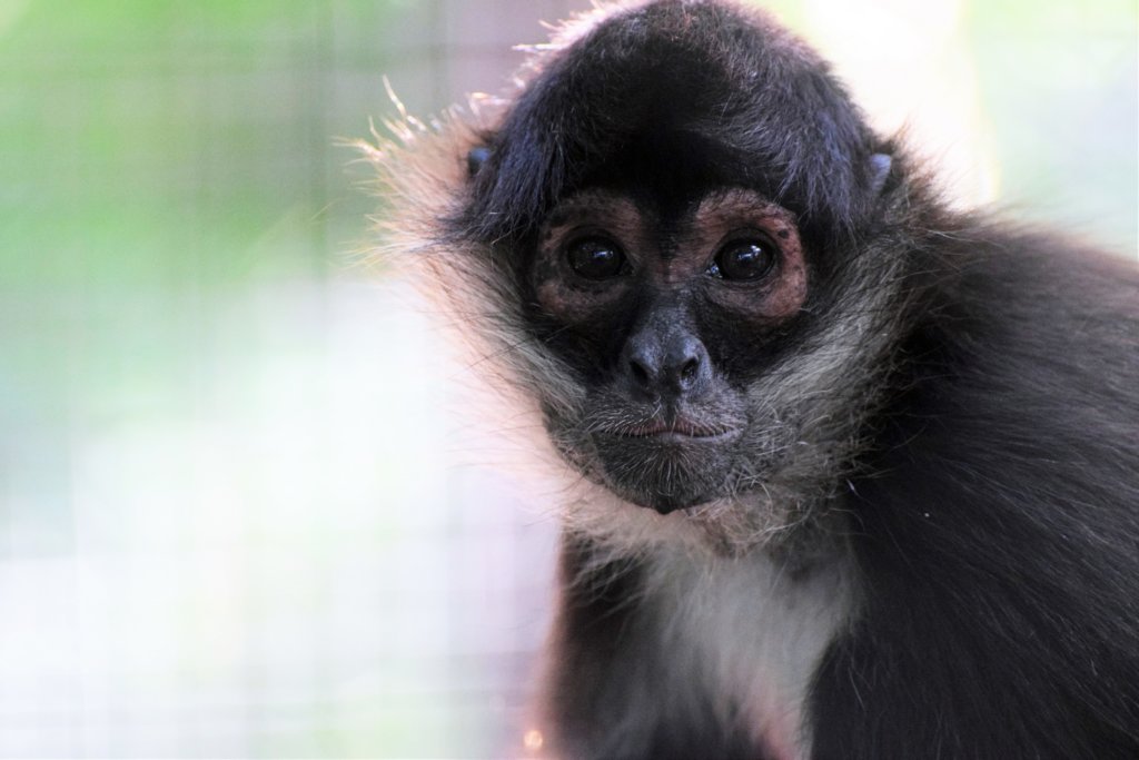 Returning spider monkeys to Belize's forests
