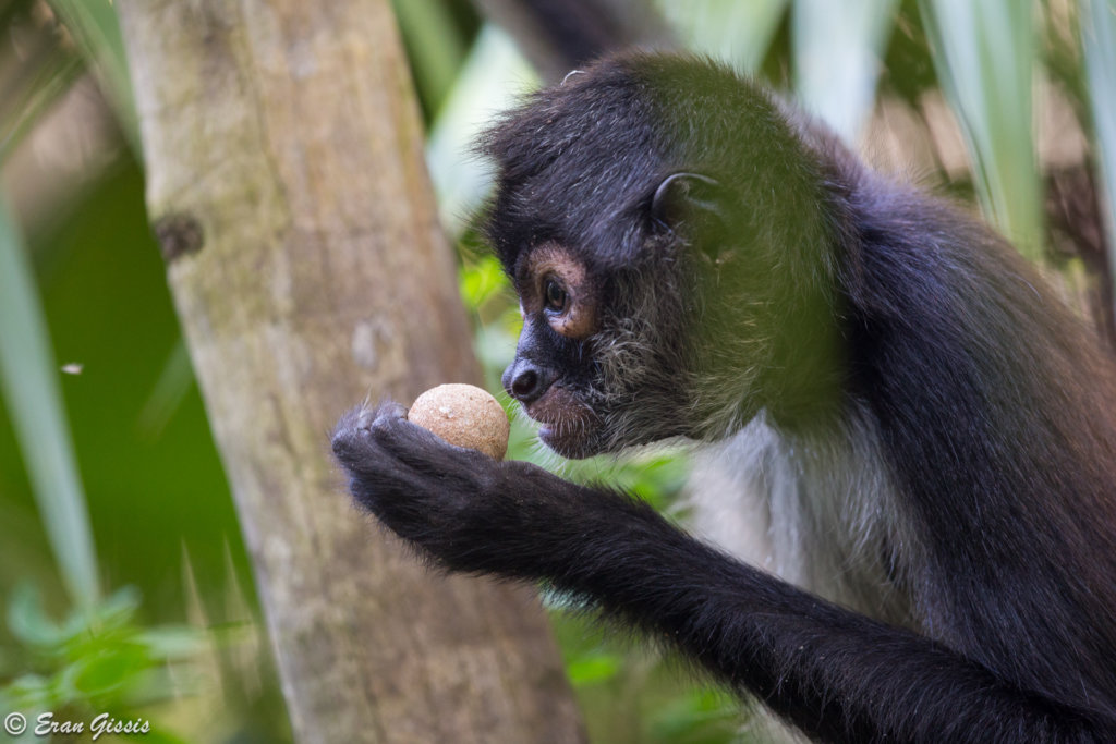Returning spider monkeys to Belize's forests GlobalGiving