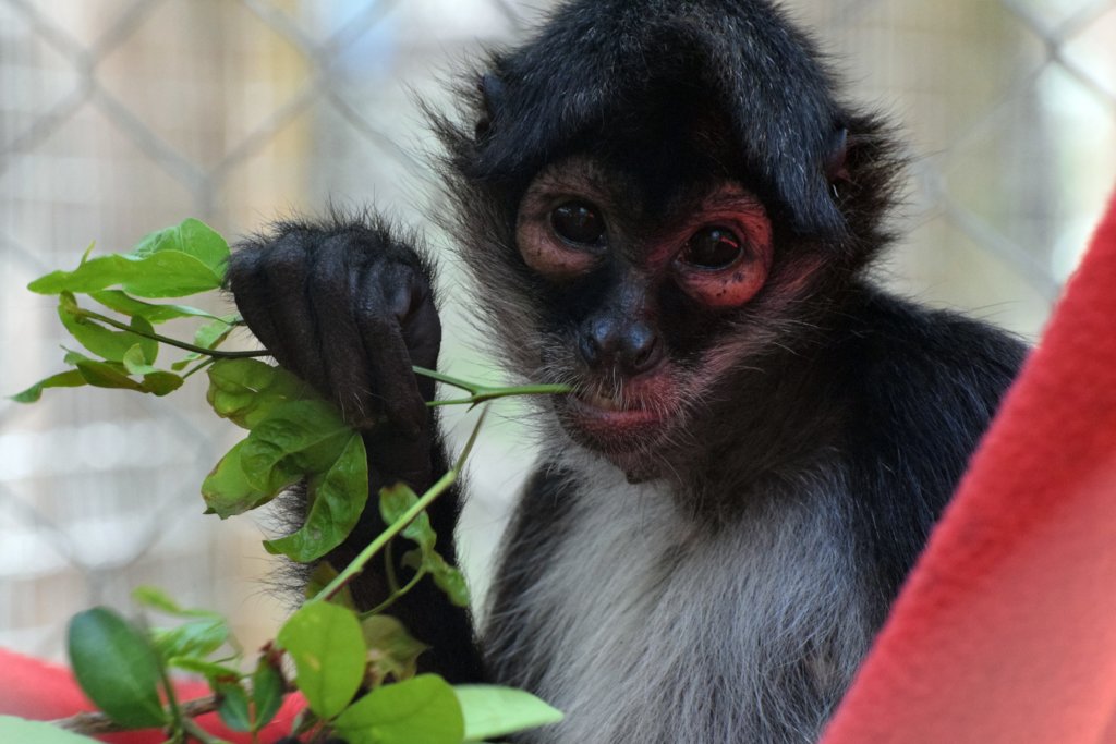 Returning spider monkeys to Belize's forests