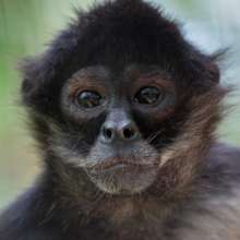 Charlie...the alpha male of the release group