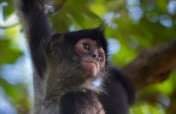 Returning spider monkeys to Belize's forests
