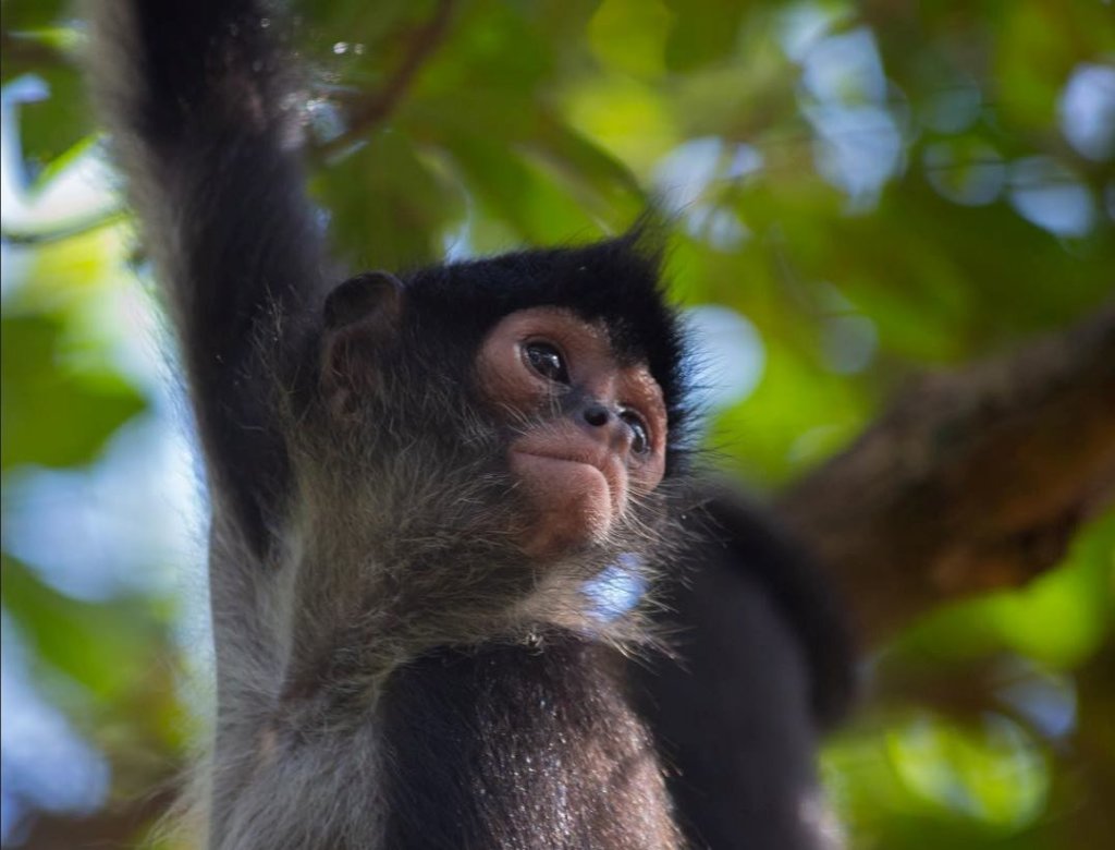 Returning spider monkeys to Belize's forests