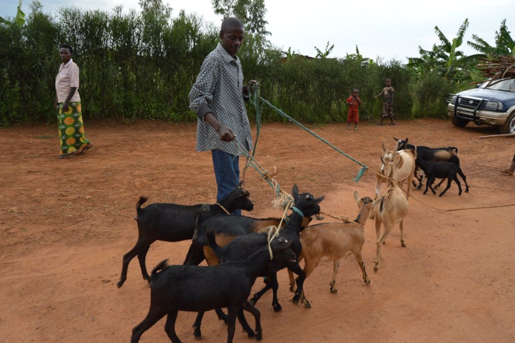 REDUCE POVERTY FOR 1000 POOR  WIDOWS IN GICUMBI