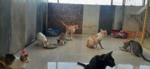 Care for Cats New Facility