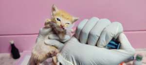Neonatal Unit - Kitten feeding