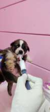 Neonatal Unit - Puppy Feeding