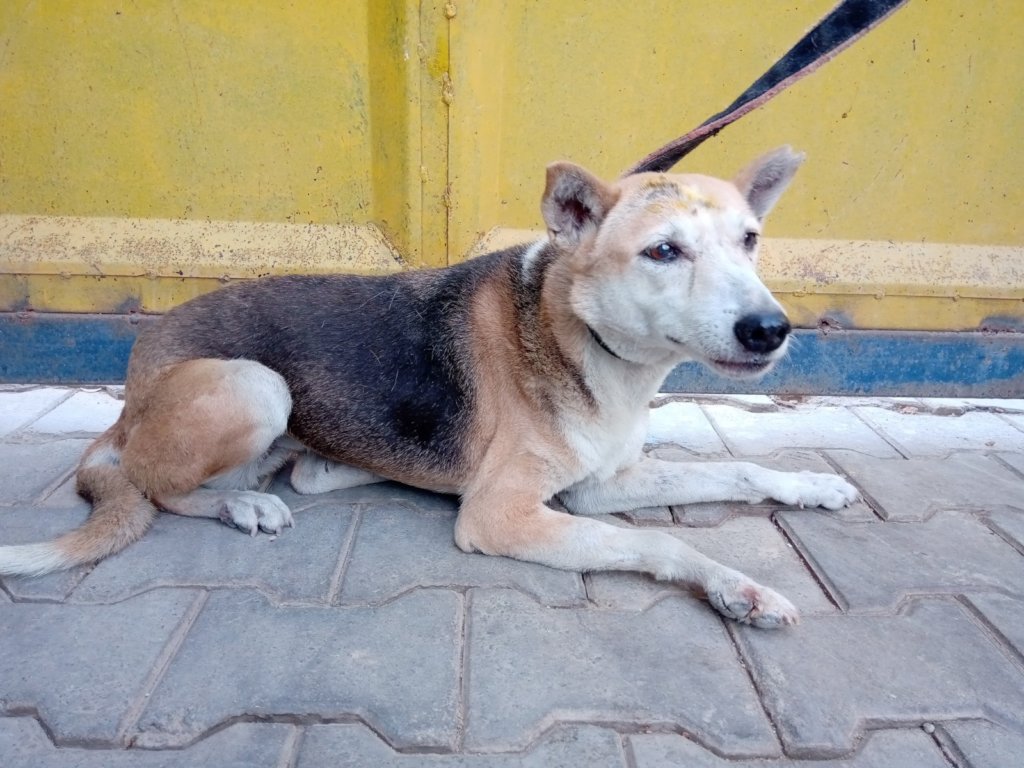 cupa large animal rescue centre