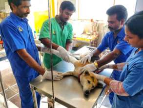 Micky with CARE's amazing vets