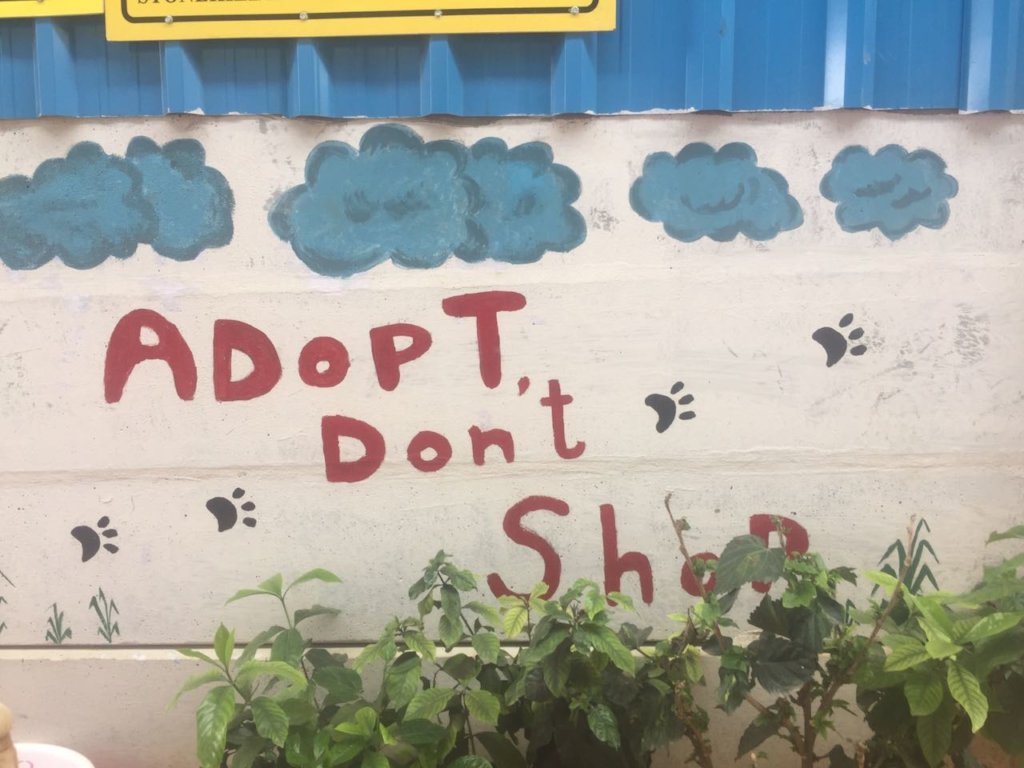 Provide Medical Care to Bangalore's Street Animals
