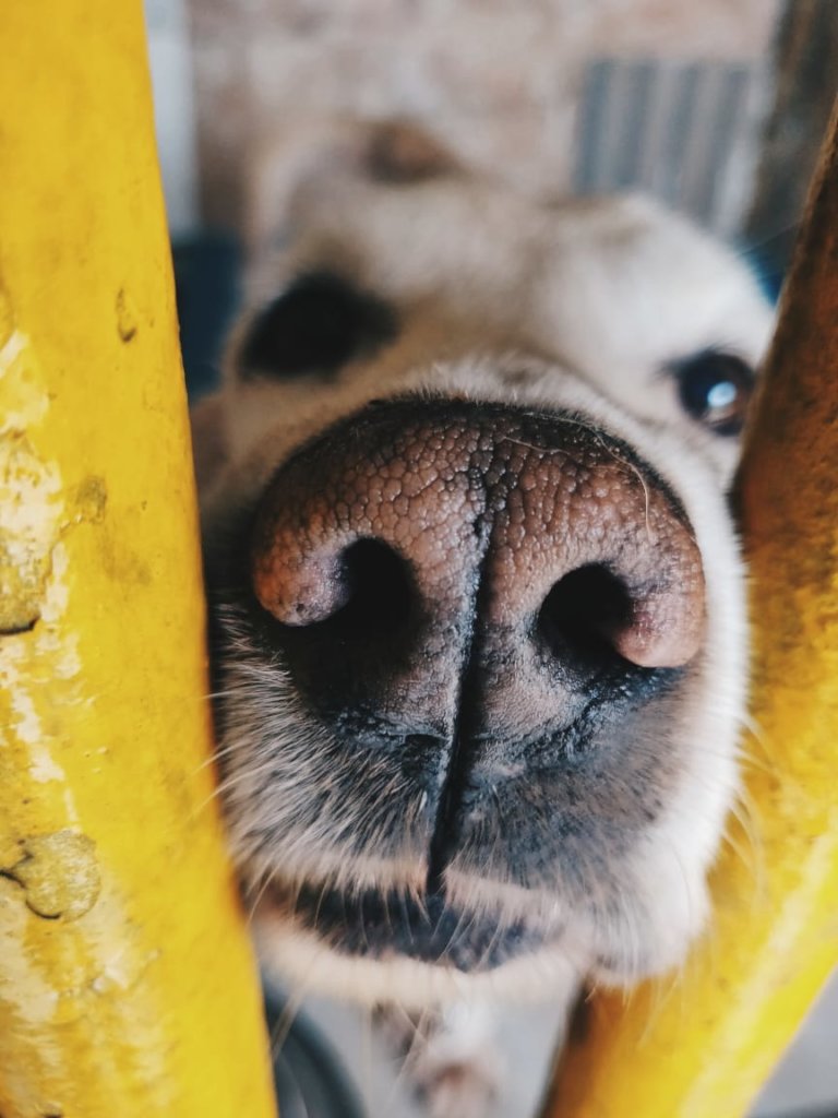 Provide Medical Care to Bangalore's Street Animals