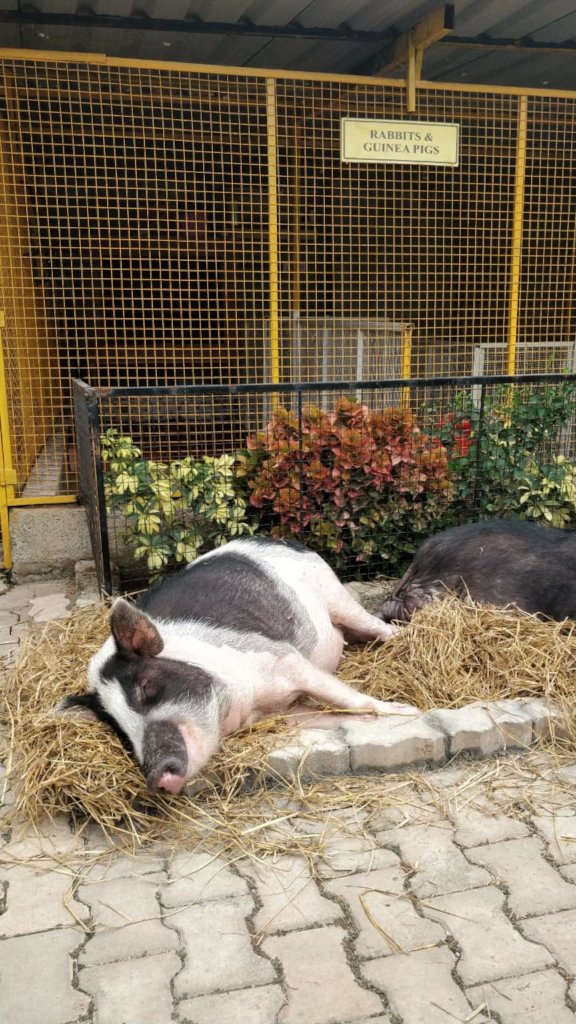 Provide Medical Care to Bangalore's Street Animals