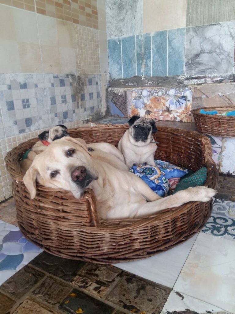 Provide Medical Care to Bangalore's Street Animals