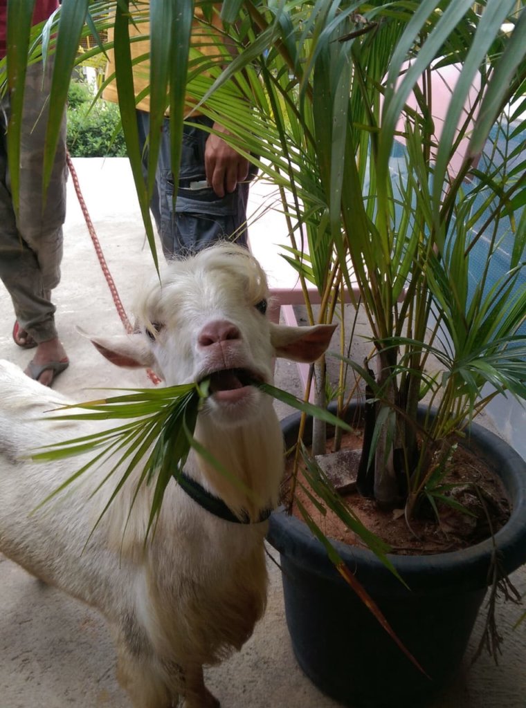 Provide Medical Care to Bangalore's Street Animals