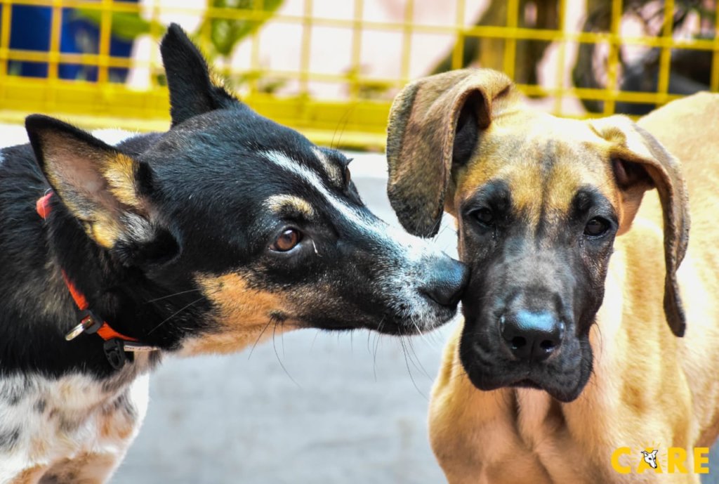 Provide Medical Care to Bangalore's Street Animals
