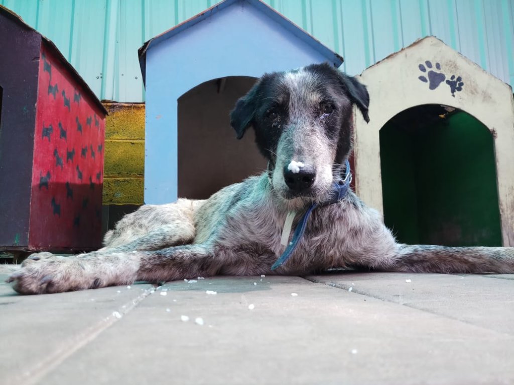 Provide Medical Care to Bangalore's Street Animals
